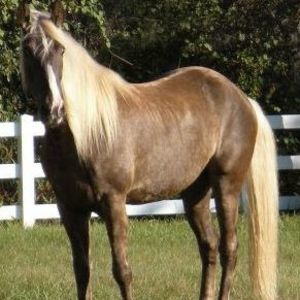 Meet your Posher, Karen